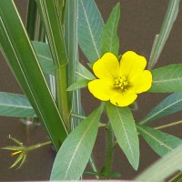 Water Primrose
